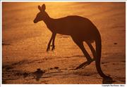 Wildlife Kangaroo 4